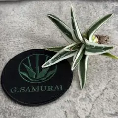 2026年最新】アガベ氷山の人気アイテム - メルカリ