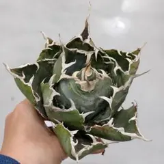 2026年最新】アガベ チタノタ フィリグリーの人気アイテム - メルカリ