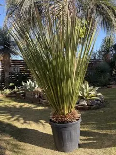 2026年最新】ダシリリオン ミキワネンシスの人気アイテム - メルカリ