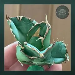 2026年最新】イラン株 アガベの人気アイテム - メルカリ