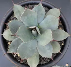 2026年最新】アガベ パリー 大株の人気アイテム - メルカリ