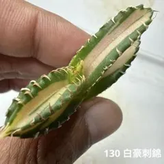 2026年最新】白豪刺の人気アイテム - メルカリ