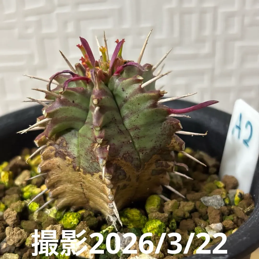 2026年最新】牛乳植物 アガベの人気アイテム - メルカリ