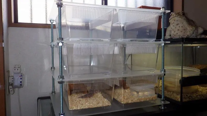 2026年最新】￼￼￼スネークラックの人気アイテム - メルカリ