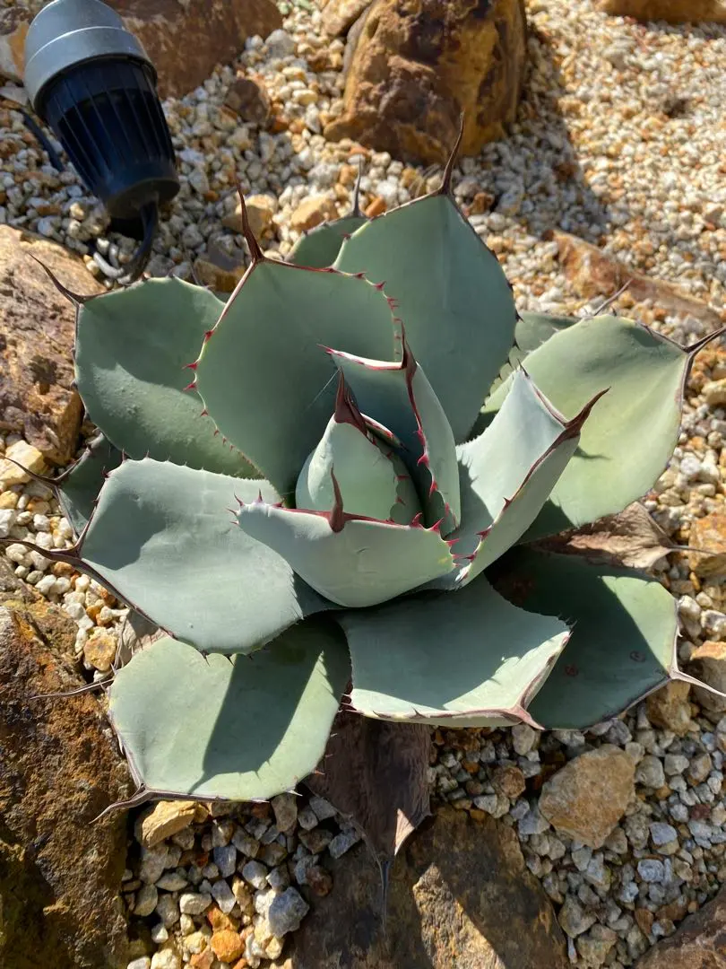 2026年最新】アガベ パリー トランカータ ハンティントンの人気