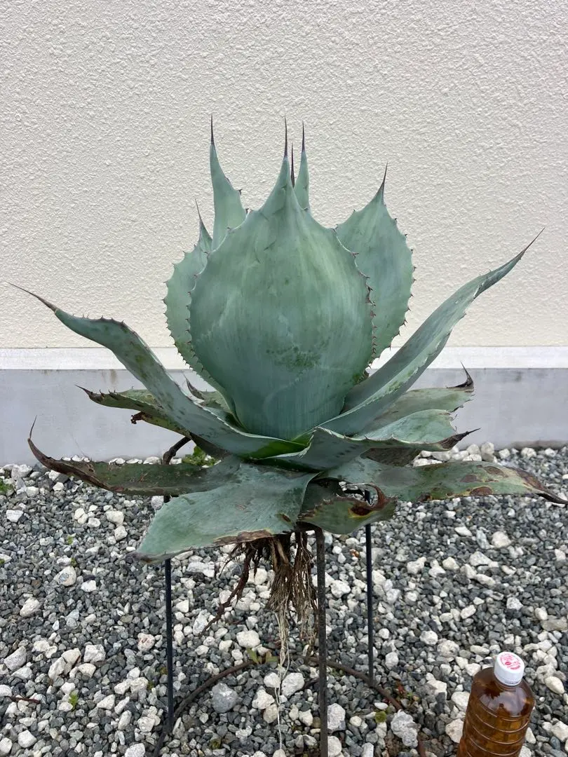 2026年最新】オバティフォリア フロスティブルーの人気アイテム - メルカリ