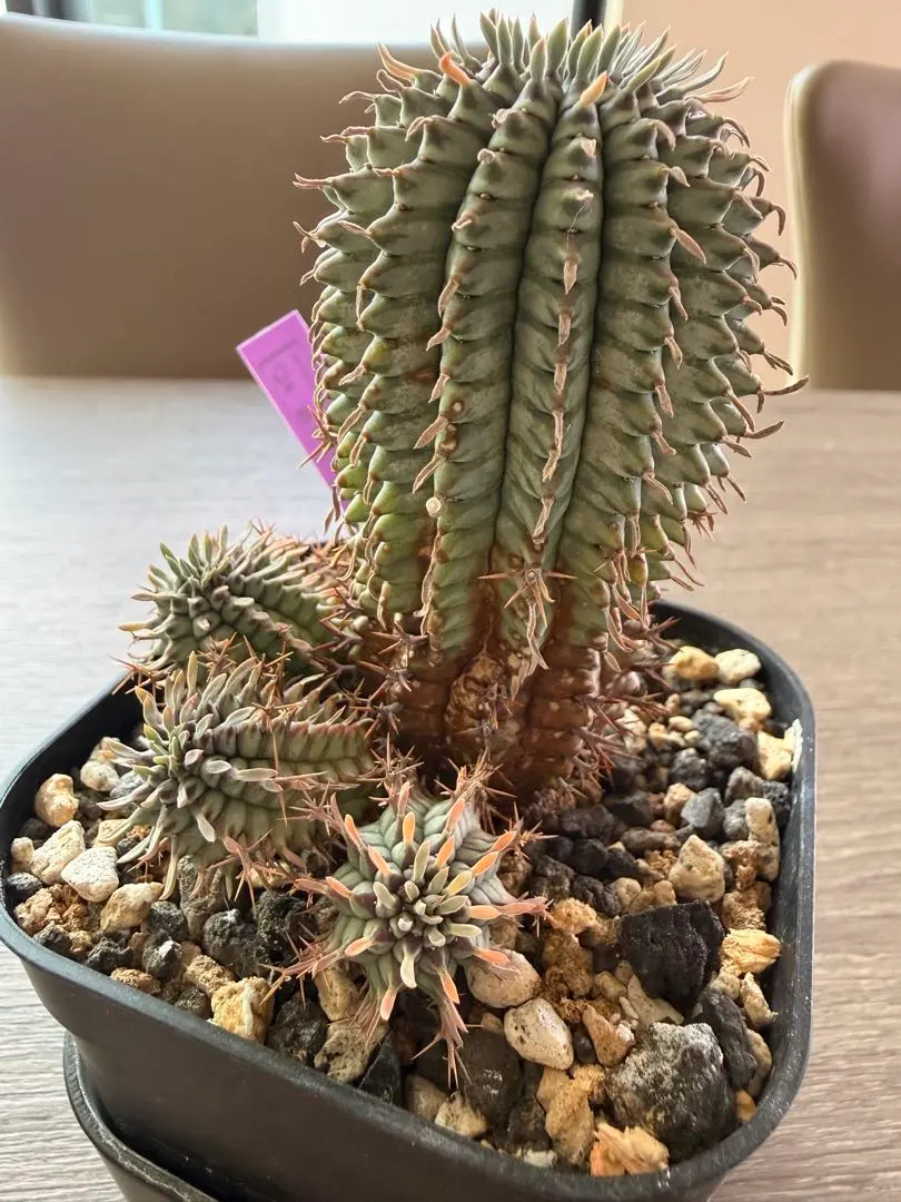 2026年最新】群星冠の人気アイテム - メルカリ