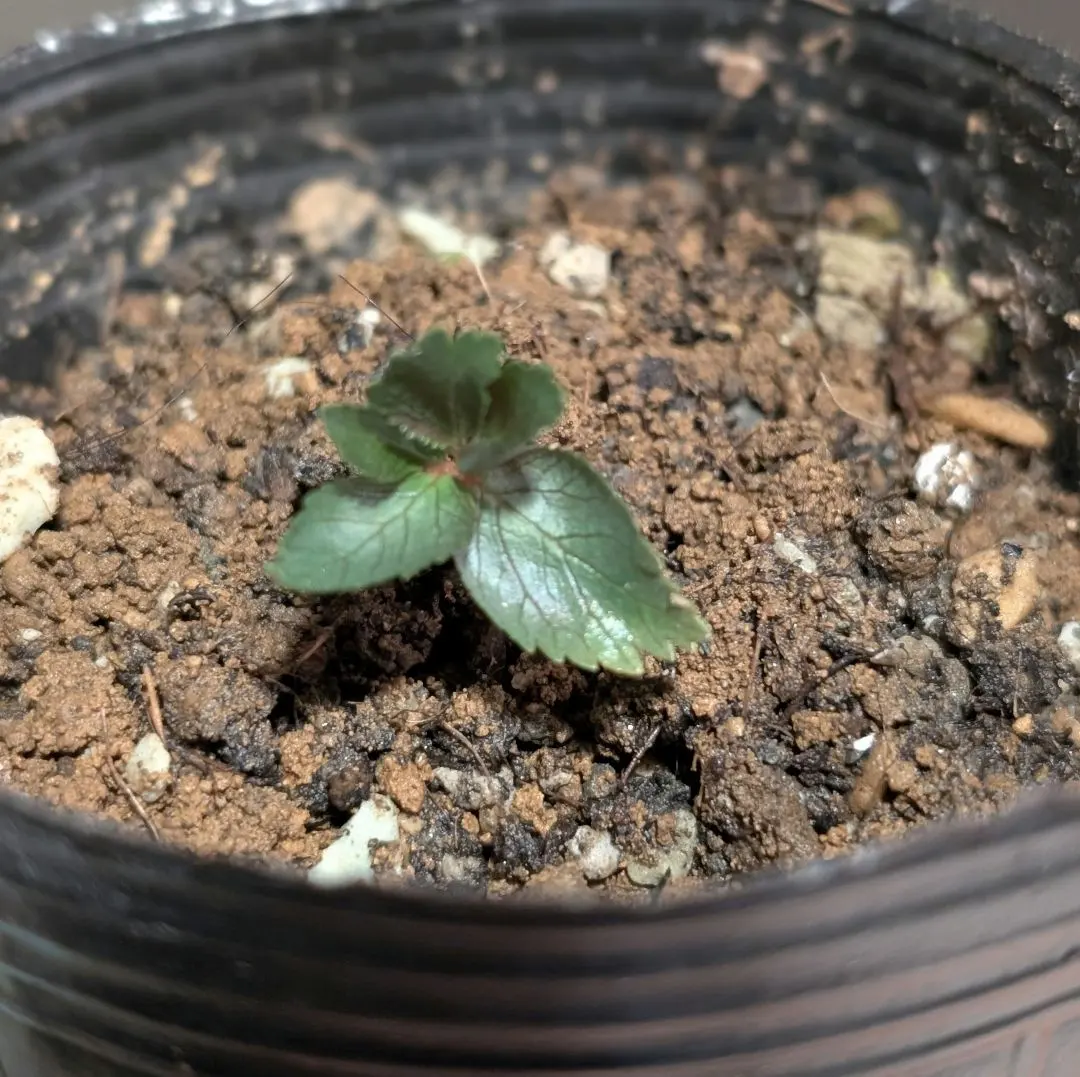 2026年最新】チベタヌス 苗の人気アイテム - メルカリ