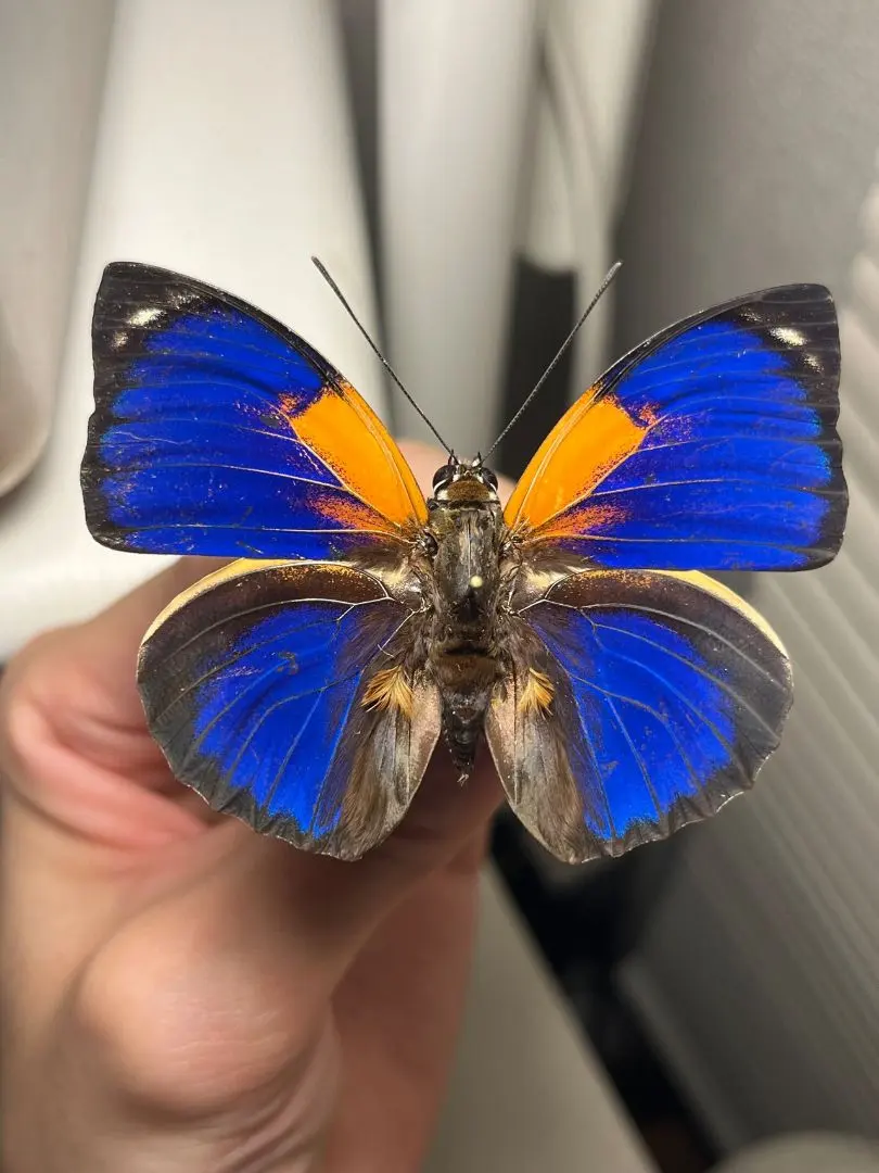 2026年最新】アグリアス 蝶 の人気アイテム - メルカリ