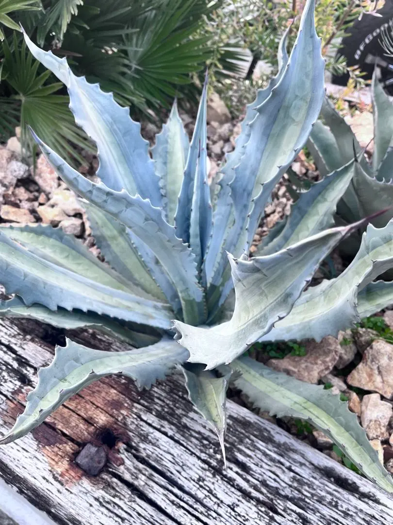 2026年最新】アガベ アメリカーナ・エクスパンサの人気アイテム - メルカリ