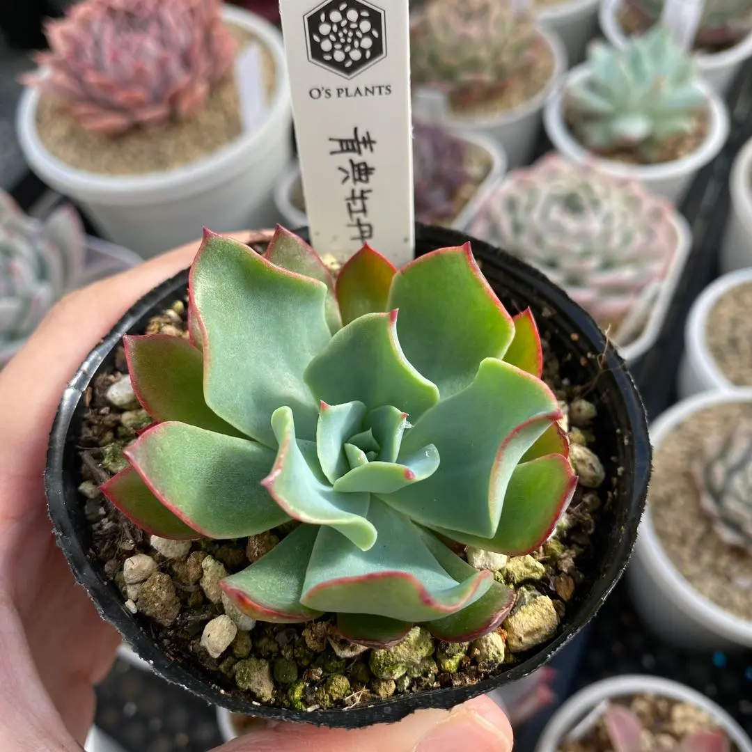 2026年最新】青典牡丹 多肉の人気アイテム - メルカリ