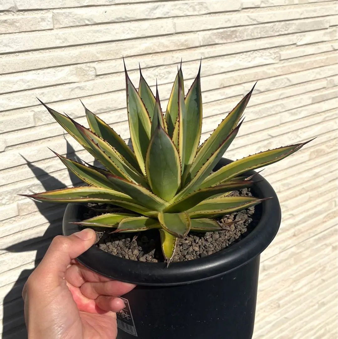 2026年最新】サングロー アガベの人気アイテム - メルカリ