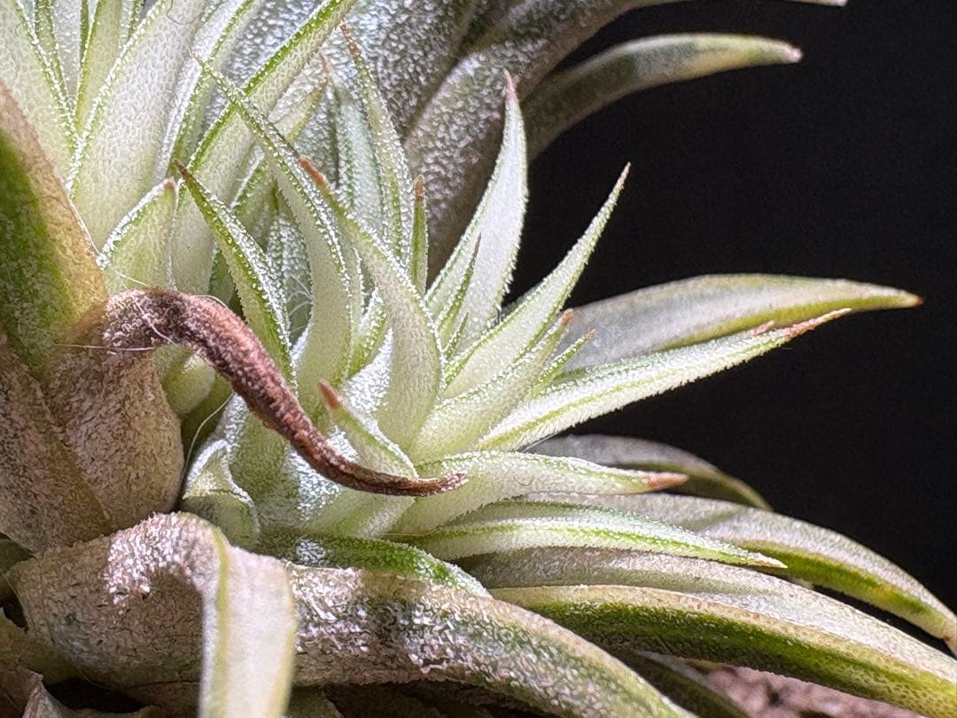 ティランジア イオナンタ メディオピクタ / チランジア エアプランツ