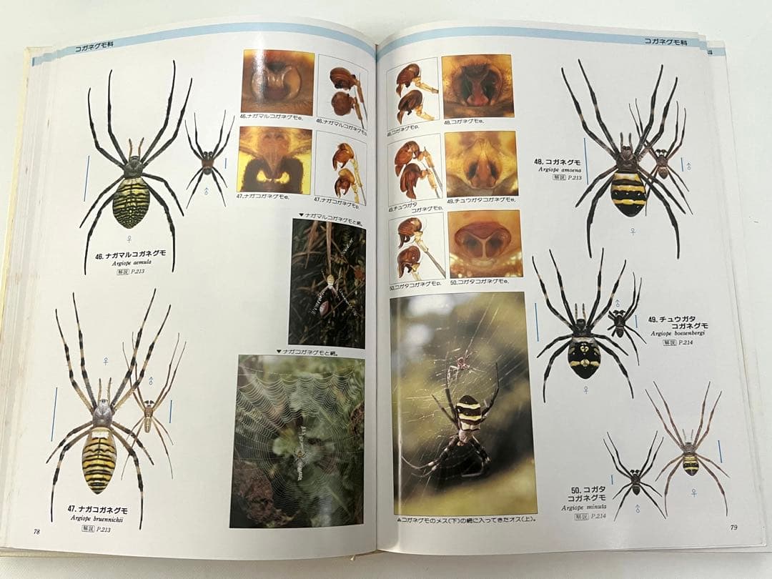 ⭕️新価格⭕️☆写真日本クモ類大図鑑 千国安之輔著 1989年初版本 B5