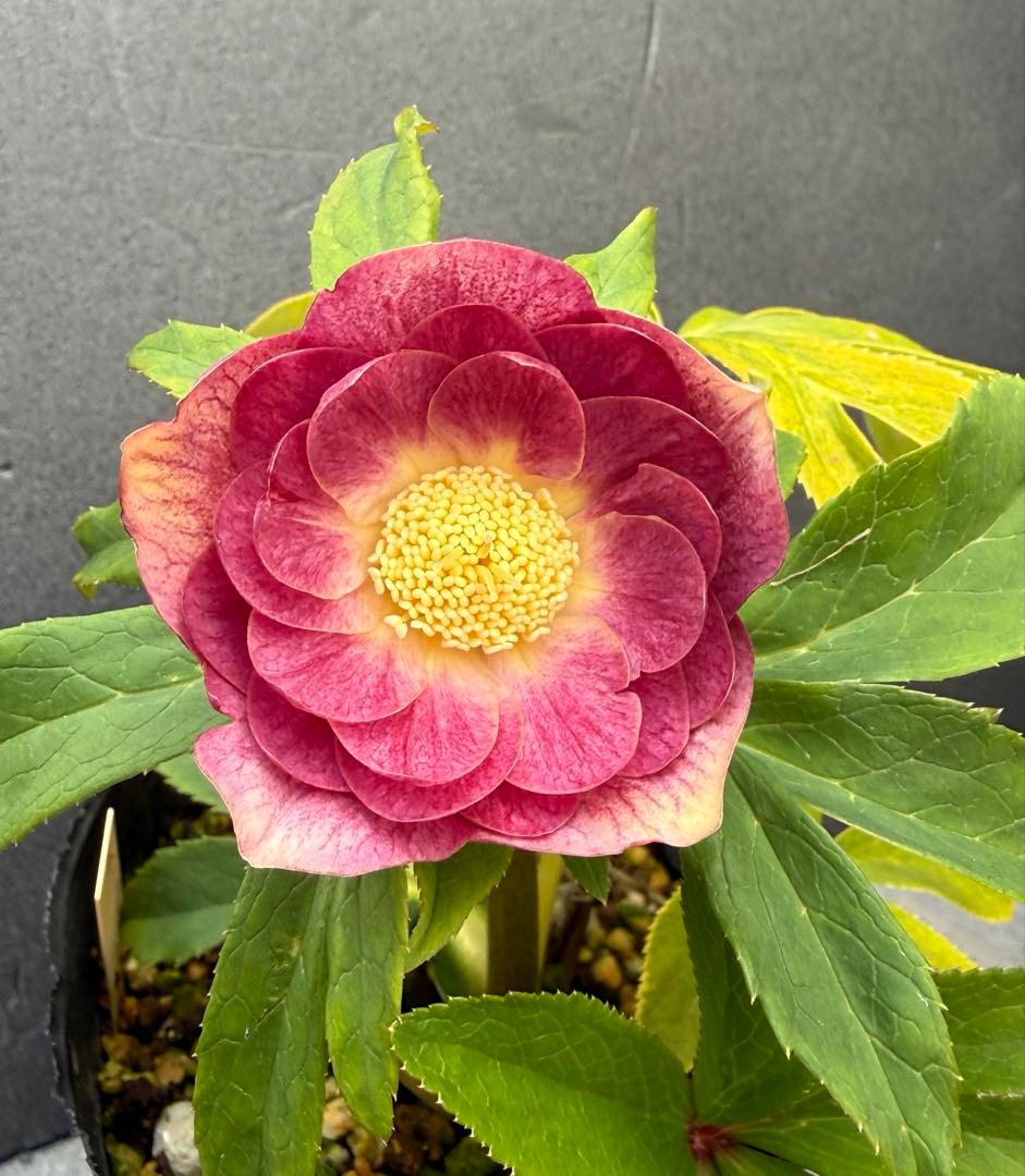 大木ナーセリー クリスマスローズ 蜃気楼hyb 株分 ohgi_nursery 大木