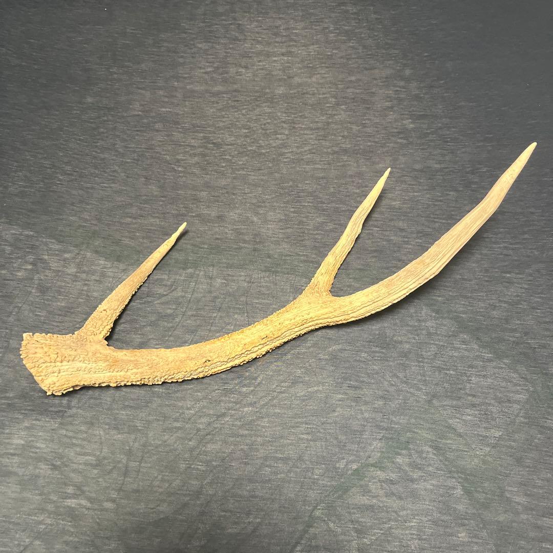 特大】全長65cm 蝦夷鹿 鹿の角 天然 北海道 - メルカリ