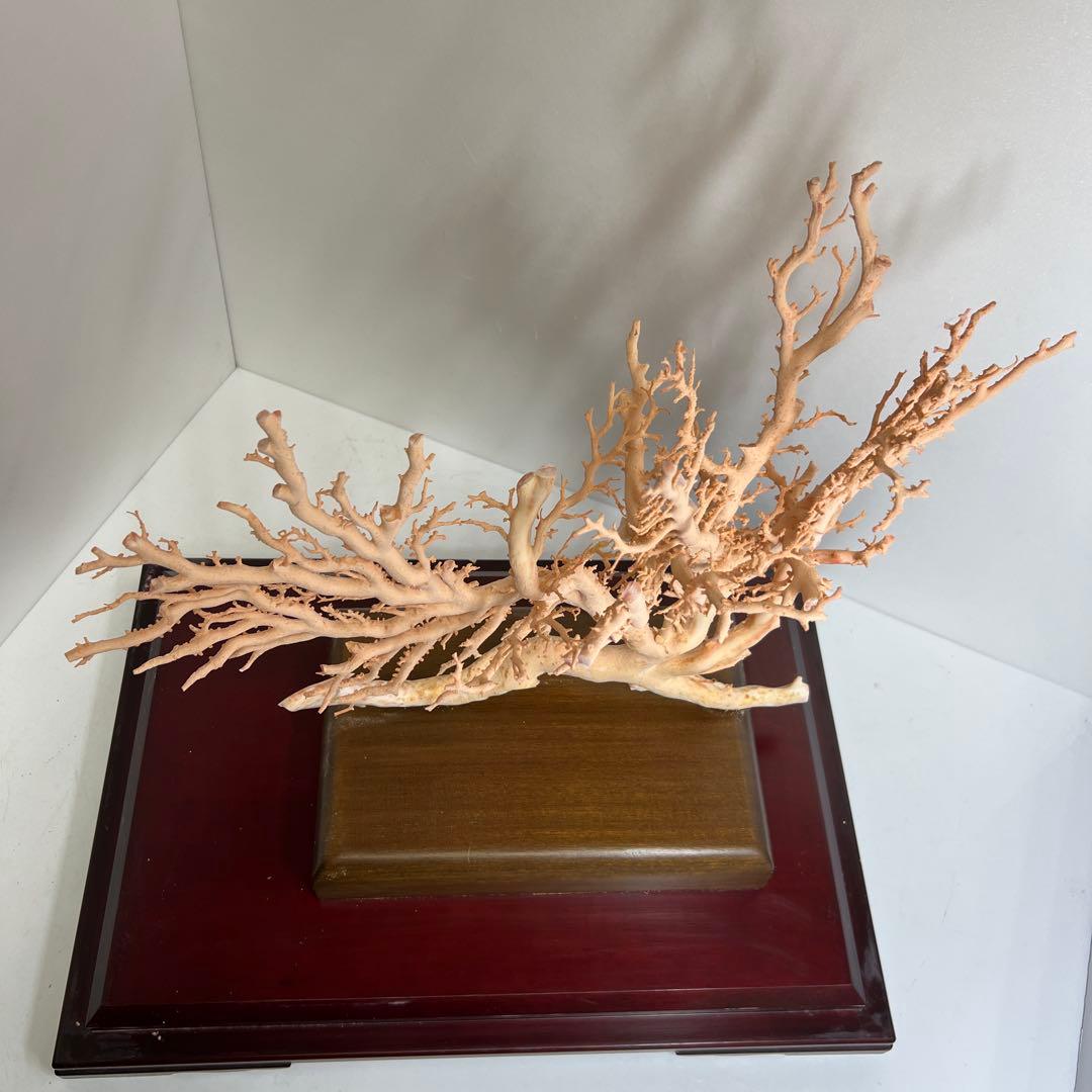 本桃色珊瑚　超特大原木　ガラスケース付　東Y8-0105☆2Fタサオ