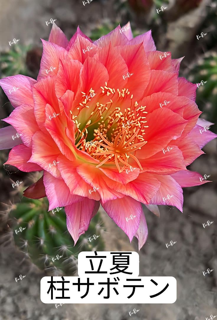 1-保護猫ファミリー様専用商品 花サボテン