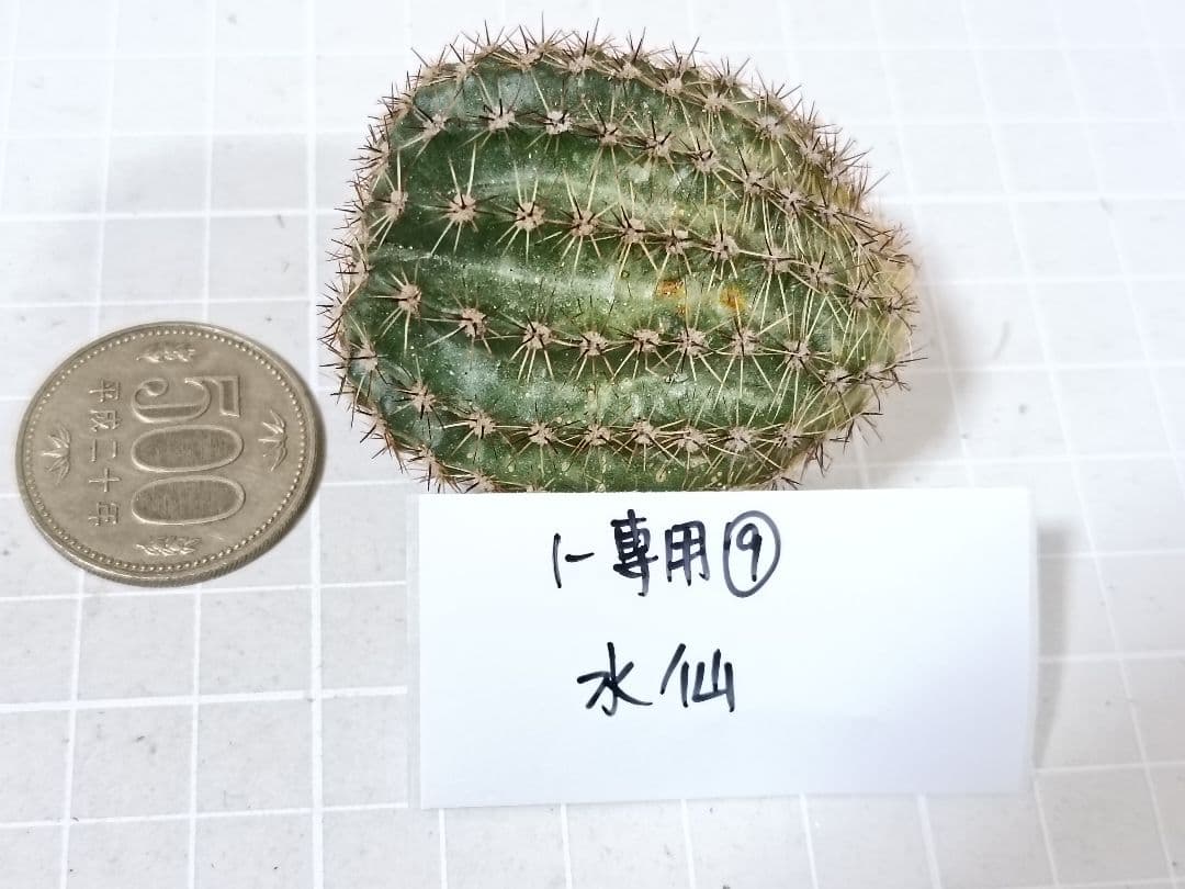 1-保護猫ファミリー様専用商品 花サボテン