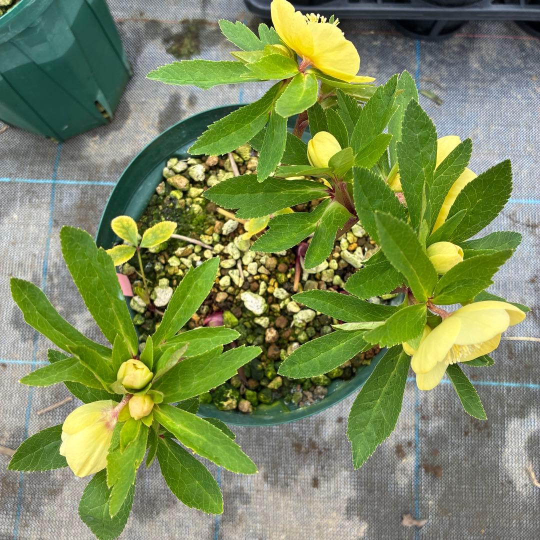 クリスマスローズ アシュード 濃黄色セミダブル イエロー 7寸 - メルカリ