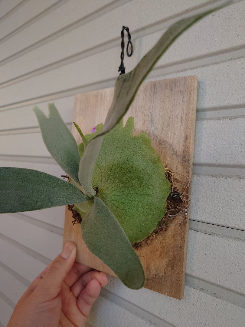 エルサP. 'Elsa' Pewchan Snow Queen F307 子株