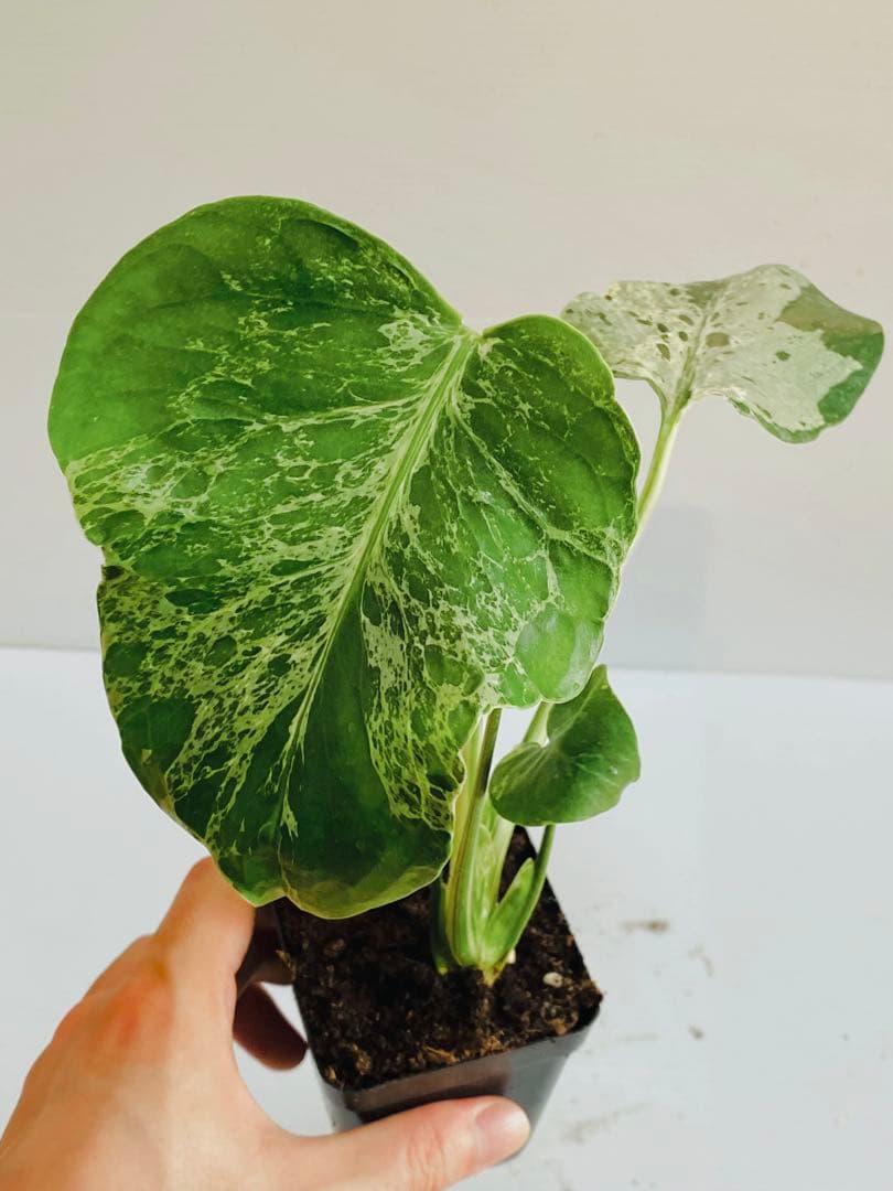 ☆美斑株☆ モンステラ バルバソー バルバソウル フシギダネ② - メルカリ