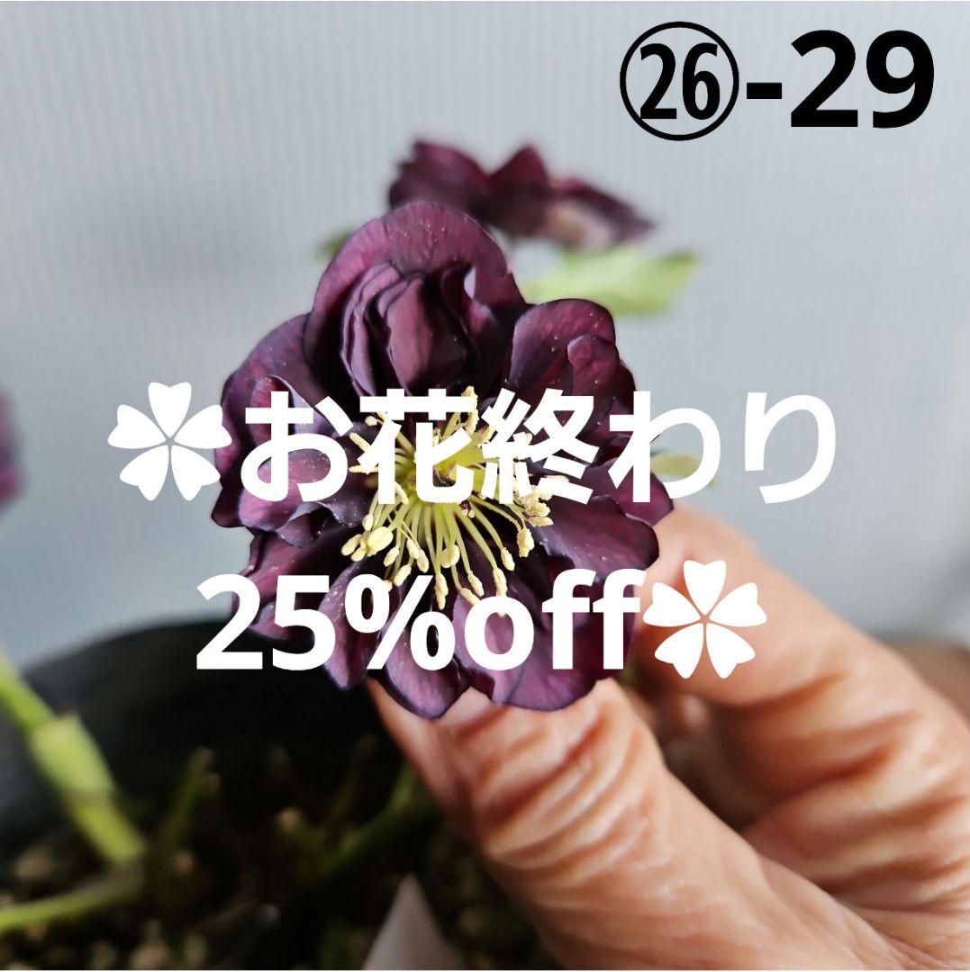 ぴくしー様ご購入苗✿㉖-29✿㉖-48㉖-407クリスマスローズ クリスマスローズの苗入荷しております🌟 写真に載っているのは、ごく