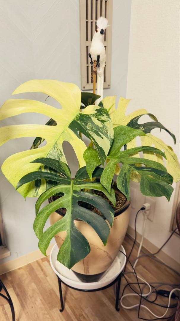 モンステラ デリシオーサ ジャングルミント - メルカリ