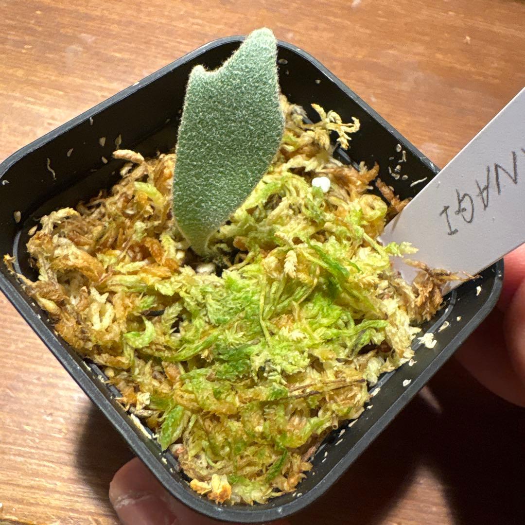 アディダス ライト アダプト コア 黒色 ブラック 白色 ホワイト