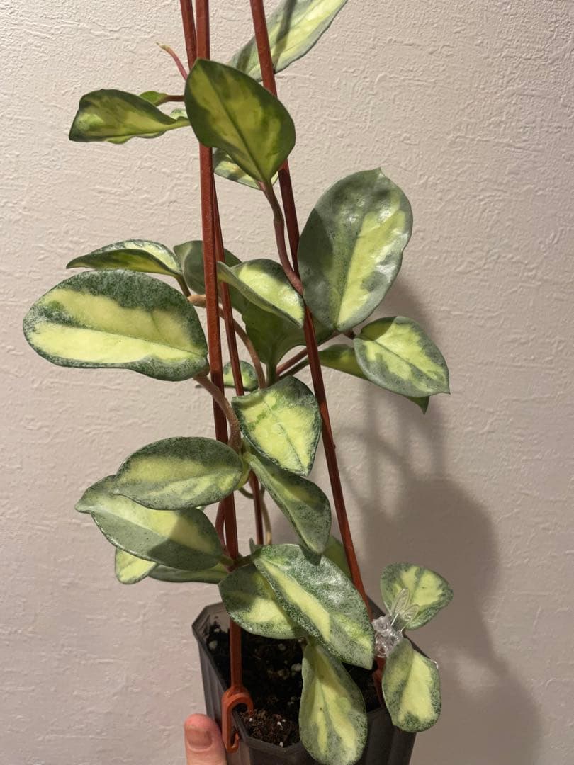 アオ様専用 レア ホヤ アルゲンティア プリンセス サクララ