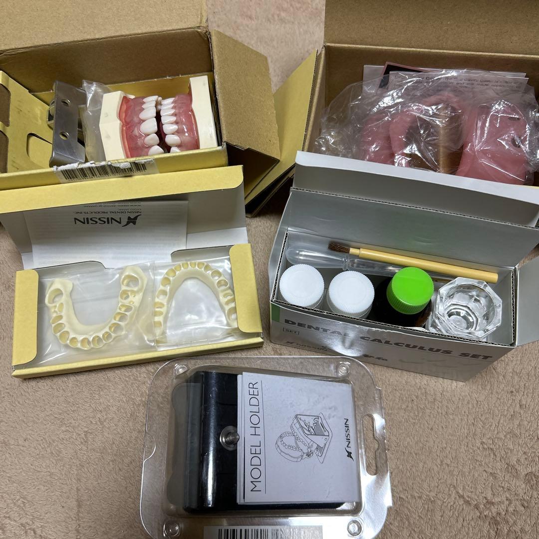 nissin dental model 顎模型 頬粘膜 歯石セット - メルカリ