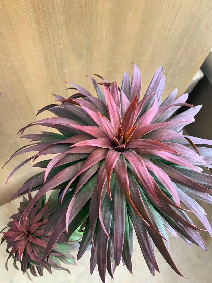 アカちゃん様専用 ユッカ・ディスメチアーナ コンパクタ 枝分かれ