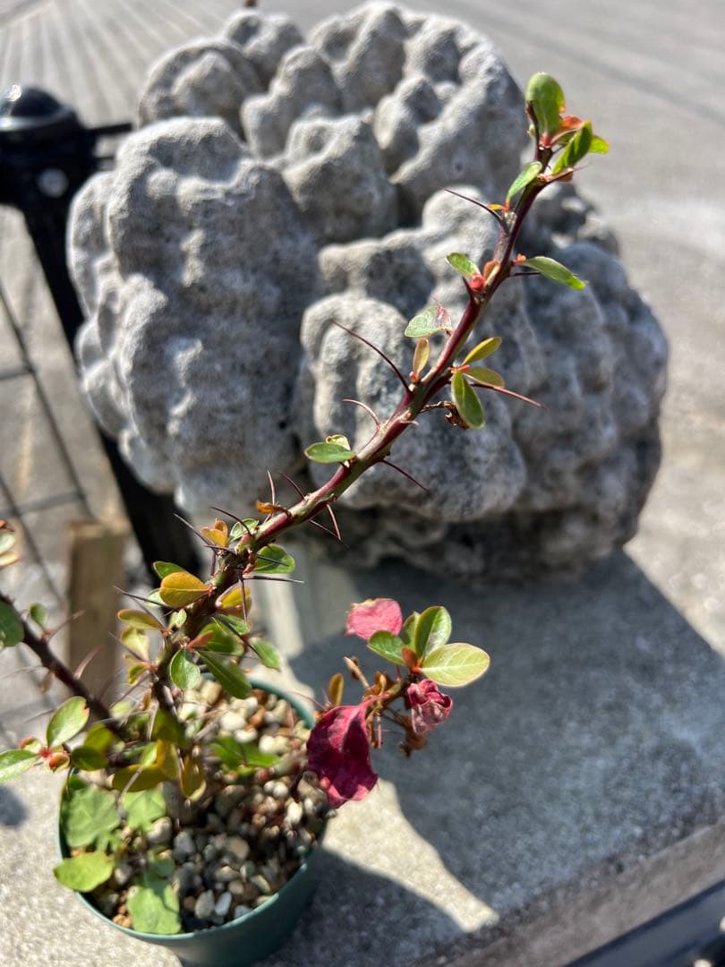 希少Sサイズ フォークイエリアファシクラータ 2025年産 沖縄実生株