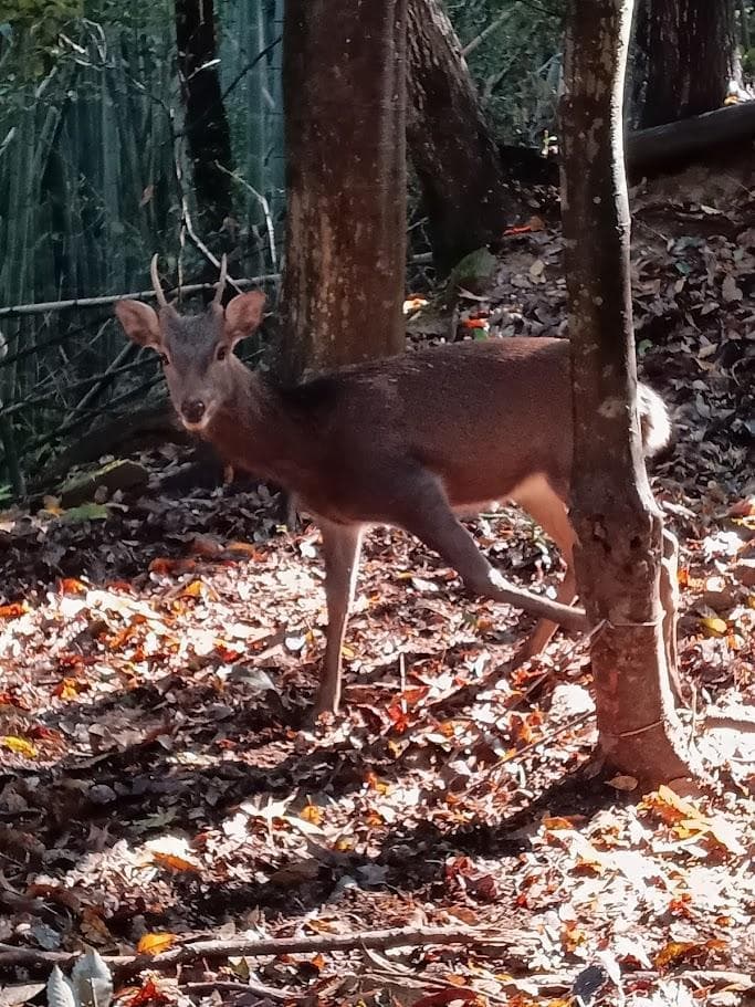 在庫処分特価】種名ニホンジカ♂ 32Kg 頭骨・第一頸椎 骨格標本