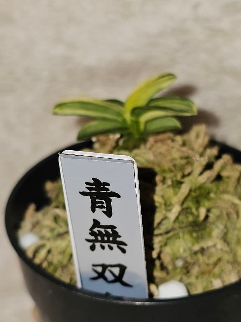 富貴蘭　青軸無双丸 富貴蘭 枯れた無双丸大覆輪 : 富貴蘭チャンネル