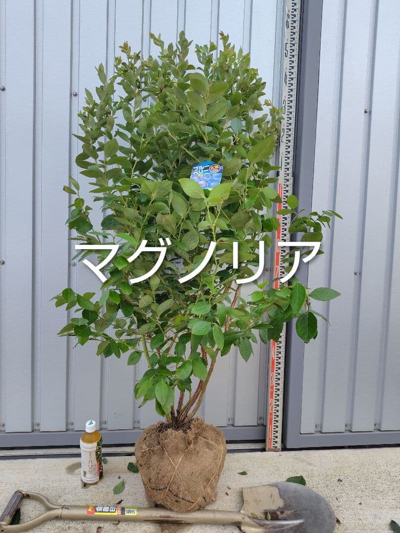 ブルーベリー苗 マグノリア大苗 - メルカリ
