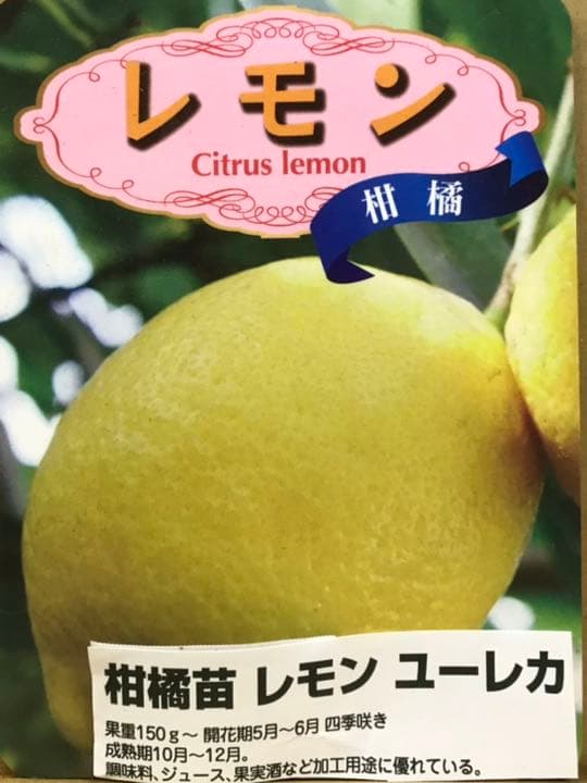 桜様専用＊ サンタクロース(大と小) とシクラメンの鉢植え3色セット