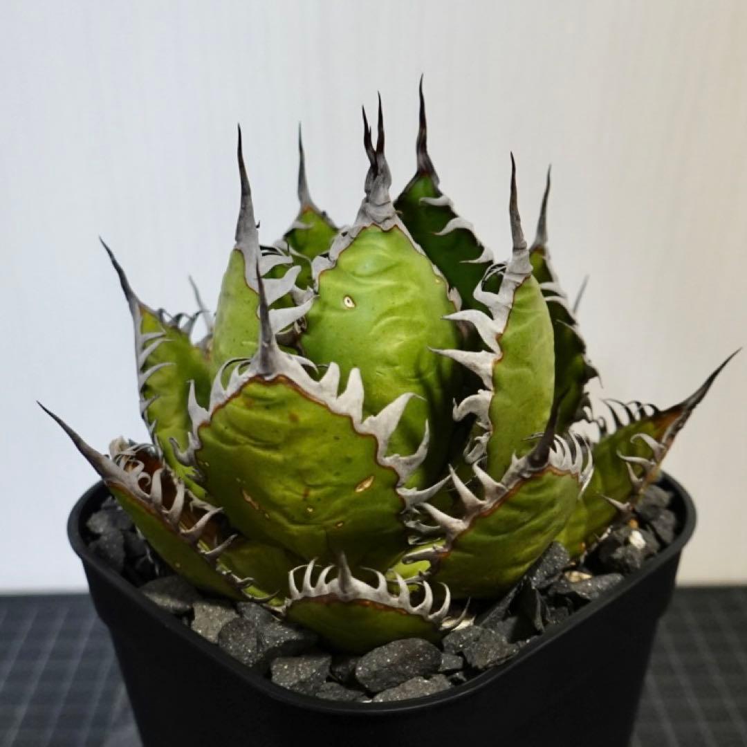 2137 【鉢のまま発送】 アガベ ホリダ - メルカリ