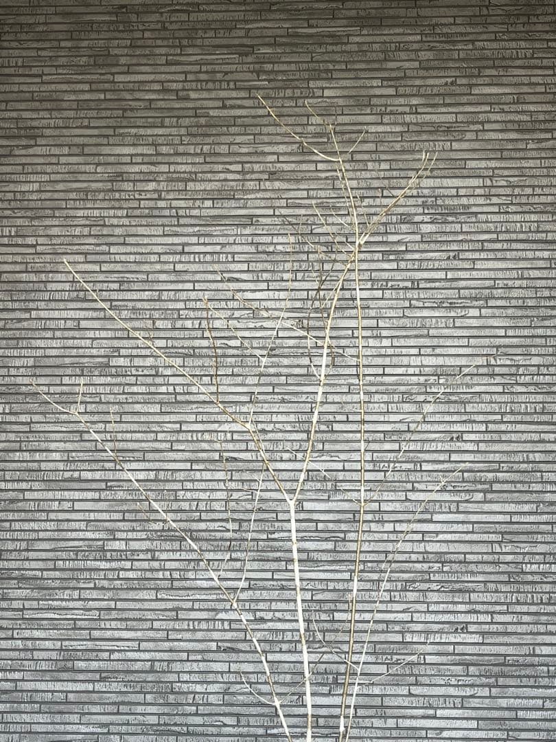 山採り天然 アオダモ 4本株立ち 美斑紋1 - メルカリ