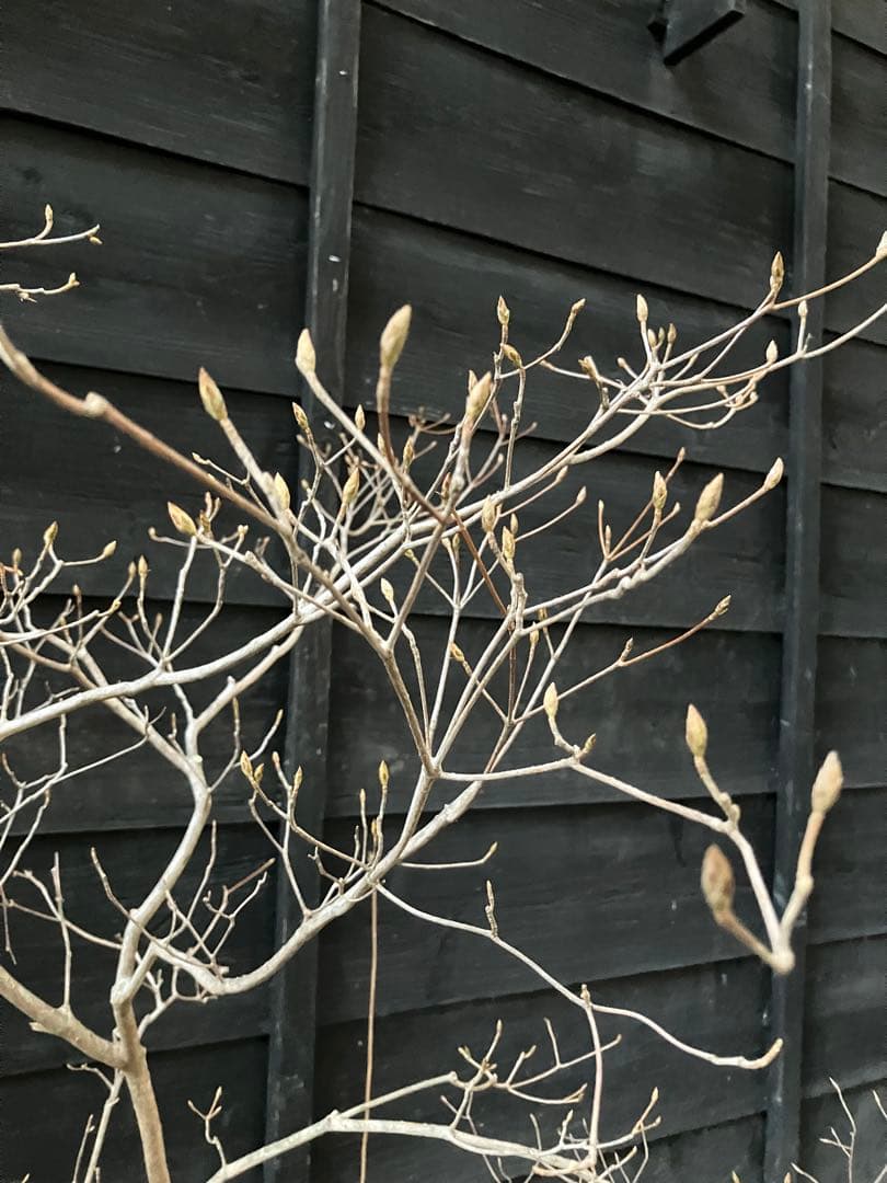 60 山採り ミツバツツジ バイカツツジ付き