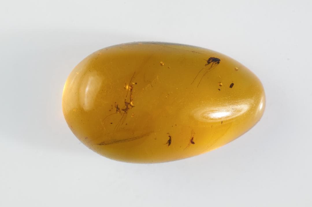 ZB364虫入り琥珀化石 ミャンマー カムティかタナイ産 9900万年前