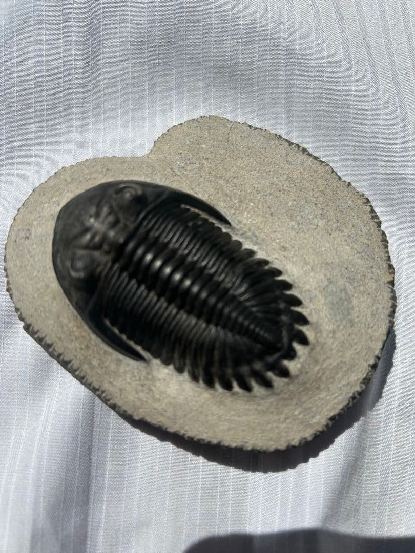 三葉虫モロッコ①ホラドプスhollardops Burtandmimiae - メルカリ