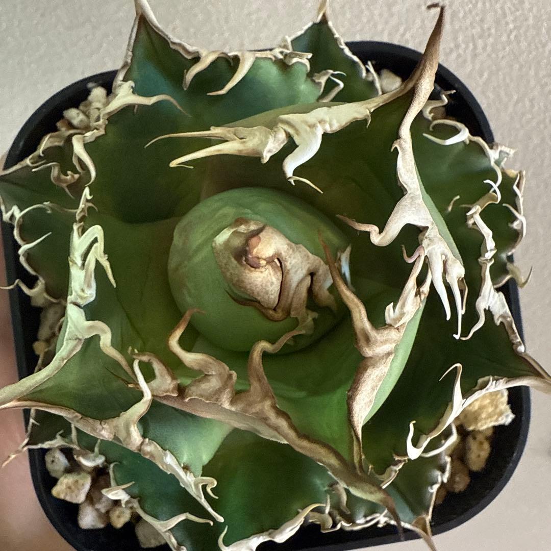 引越しセール！泣きのコレクション出品！ アガベ スーパーチタノタ 親株