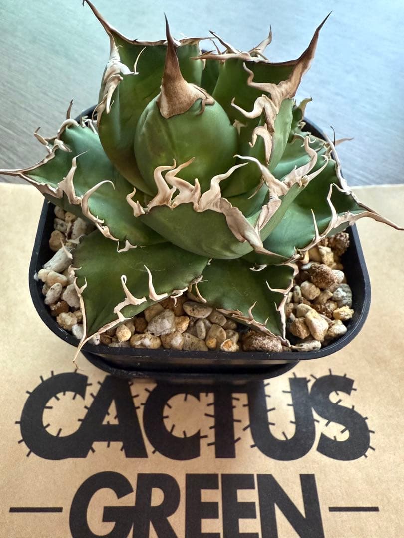 引越しセール！泣きのコレクション出品！ アガベ スーパーチタノタ 親株