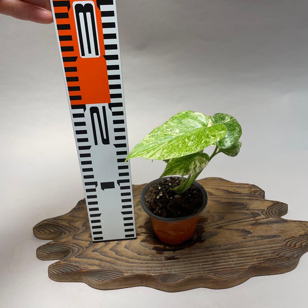 ぴ*く様 A150モンステラ デリシオーサ レガシー 斑入り - メルカリ