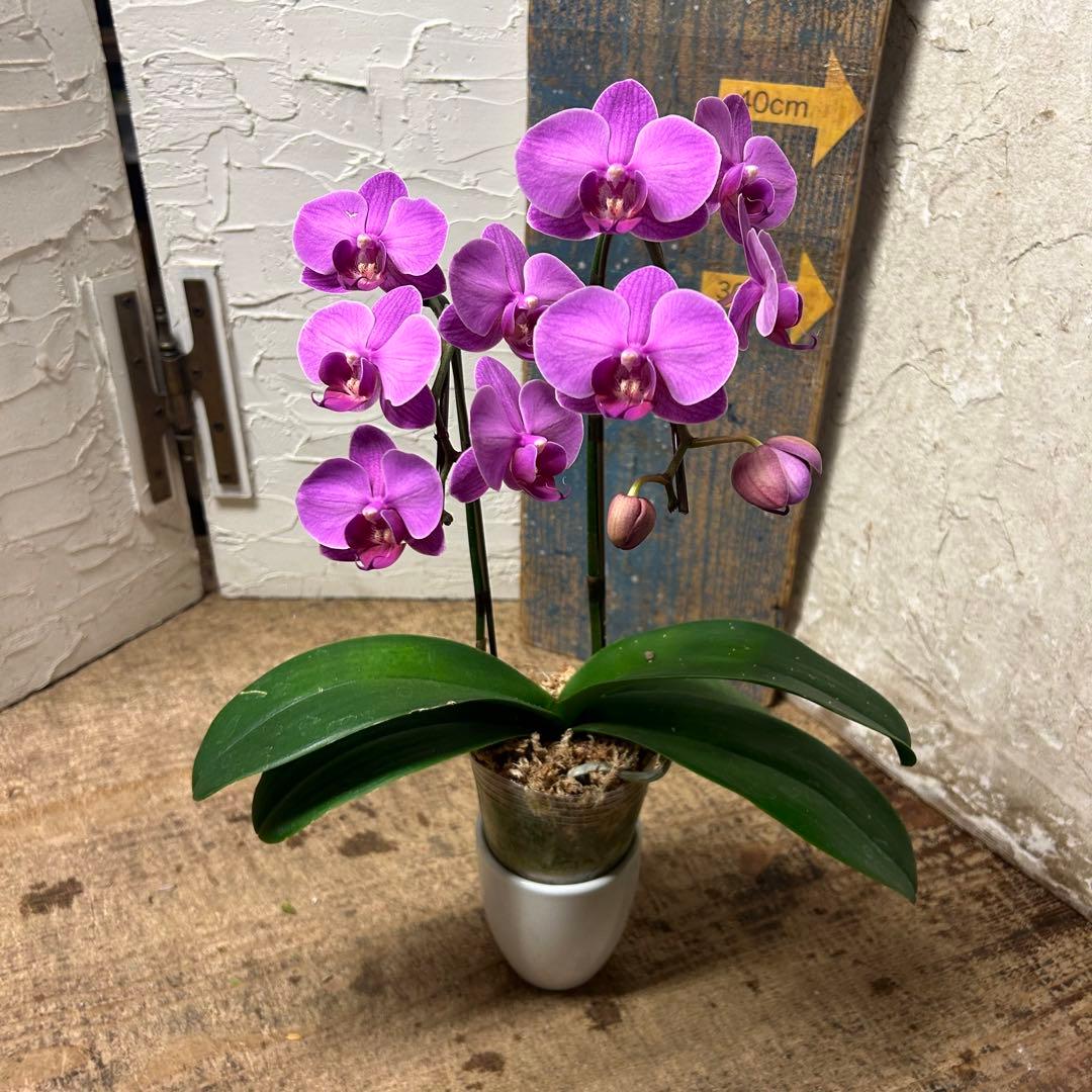 特選】 胡蝶蘭 10種10ポット ファレノプシス - メルカリ