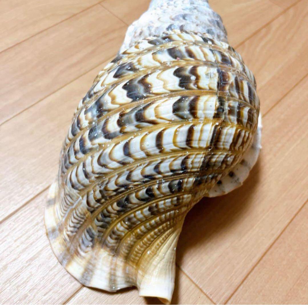 沖縄】天然ホラ貝 法螺貝 ホラ貝 インテリア 魔除け - メルカリ
