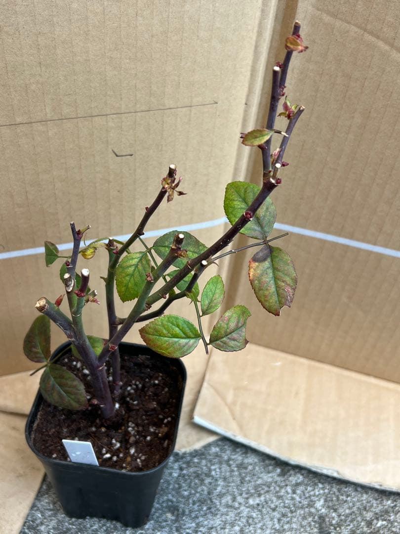 「古澤　蓮」切り花品種バラ苗　レア　4点