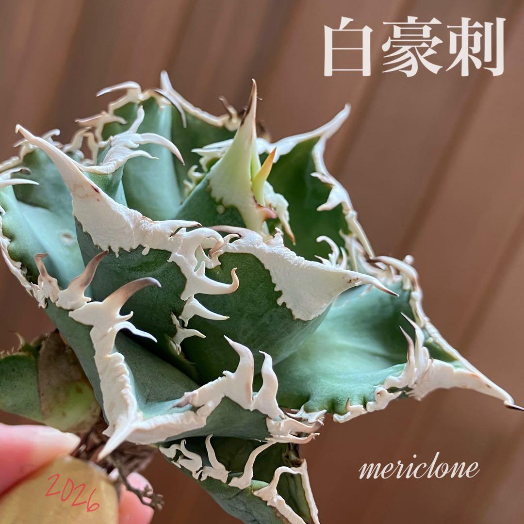 【初売り】76 超選抜　太棘　子株付　バンド幅大　アガベ　白豪刺TC ⑨【速達】 アガベ Heartplantsコレクション白豪棘 子株 オテロイ | アガベ専門店