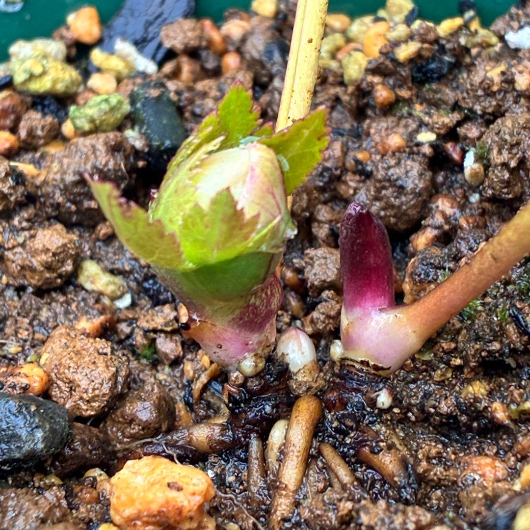 プ*ン様 3402☘️蕾付き☘️⭐️極上⭐️蜃気楼交配⭐️小輪⭐️ぼかし⭐️多花